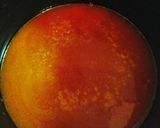 ラタトゥイユつけ麺作り方7写真