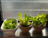 リボベジ 根付きレタスを育てて収穫しよう作り方5写真