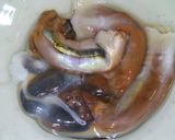 ワタ&スミ入りするめいかカレー作り方3写真