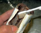 アジのハーブムニエル作り方5写真
