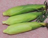 レンジでとうもろこし：ゆで方　超簡単だよ作り方1写真