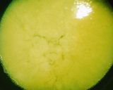 〖高野豆腐と豆苗の味噌煮〗作り方4写真
