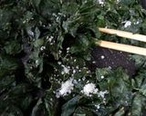 山椒の塩煮作り方6写真