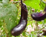 山形のだし　夏野菜たっぷり作り方8写真