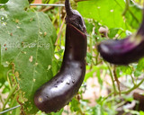 【山形のだし】菜園の野菜でごはんが進む！作り方4写真