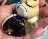 天然さざえのあっさり煮付け作り方4写真