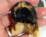天然さざえのあっさり煮付け作り方5写真