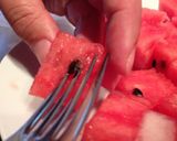 夏に簡単！すいかシャーベット作り方4写真