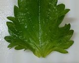 しその葉入り＊千切りキャベツ作り方1写真