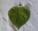 子供もOK！しそ巻き（しそ味噌）作り方3写真