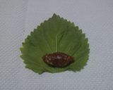 子供もOK！しそ巻き（しそ味噌）作り方4写真