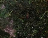 簡単大人気！赤しそジュース！原液　作り方2写真