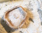 サクサク薄めの衣の天ぷら粉作り方2写真