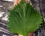 ♡ささみの梅しそ巻き♡作り方2写真
