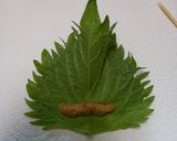 おばあちゃんのしそ巻き作り方9写真
