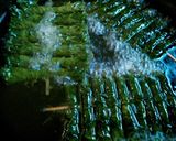 おばあちゃんのしそ巻き作り方13写真