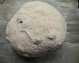 全粒粉入り★ナチュラルレーズンパン作り方6写真
