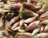 大量消費に♪ミョウガの味噌煮作り方1写真