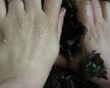 田舎の梅干し♡梅仕事その３作り方17写真
