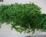人参の葉っぱの胡麻和え作り方4写真