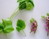 鯛の昆布締め作り方7写真