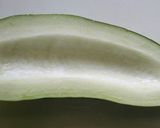 瓜(うり)とツナのマヨ和え作り方1写真