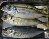 鯵と夏野菜の味噌和え作り方1写真