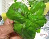 冷凍保存可♪美味しいバジルペースト作り方4写真
