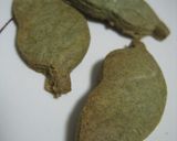 春の香りをどの季節でも…よもぎクッキー作り方7写真