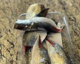晴れた日に！簡単あじの干物作り方1写真