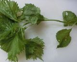 青紫蘇の佃煮　簡単　保存　甘口　 普通作り方1写真