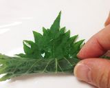 しそ巻き味噌＊山形の味ごはんやつまみに作り方6写真