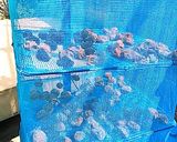 おばあちゃんの梅干し作り方13写真