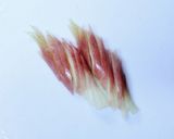 簡単☆茗荷と三つ葉の麺つゆささっと炒め☆作り方1写真