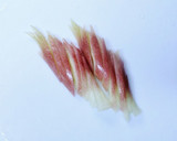 簡単☆茗荷と三つ葉の麺つゆささっと炒め☆作り方1写真