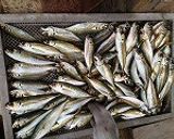 簡単♪鯵の３枚おろし作り方1写真