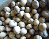 手作りかたくり粉　夏休み自由研究にも作り方1写真