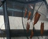 カマスのみりん干し作り方7写真