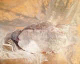 簡単！豚ロース厚切りの甘酢トンテキ作り方3写真