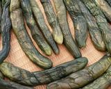 計量なし！きゅうりの粕漬け／酒粕の再利用作り方9写真