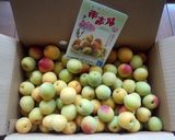 ジップロックde本格梅干し★減塩12％作り方1写真