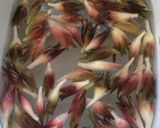 万能薬味 ミョウガ漬け作り方1写真