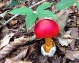 タマゴタケのホイル焼き作り方1写真