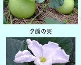 夏野菜のコク旨パスタ☆夕顔と茄子＆ツナ作り方8写真