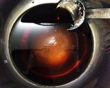 圧力鍋で速攻簡単！大根とさつま揚げの煮物作り方4写真