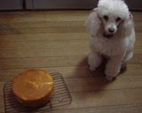 きめ細かいスポンジケーキ♪作り方4写真