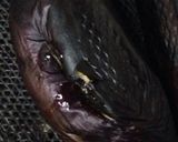 焼きナス作り方2写真