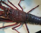 伊勢えびの活き造り お刺身(画像付き)作り方1写真