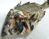 華はないけど…めっちゃ美味しい♪鯛めし作り方1写真