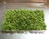 豚肉と大根とキュウリの山椒みそ炒め作り方6写真